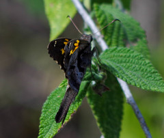 Chioides iverna