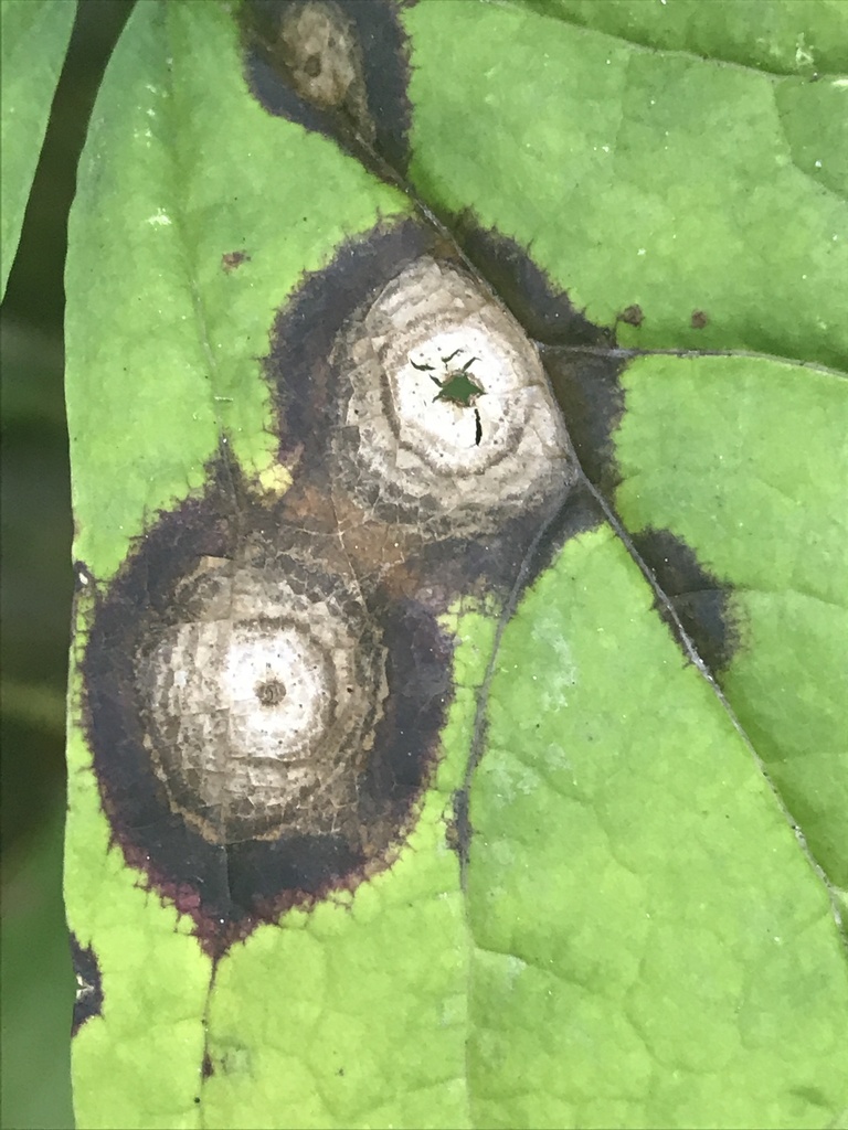 Ascochyta