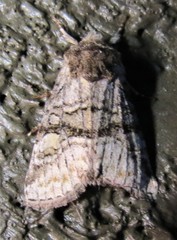 Brachylomia rectifascia