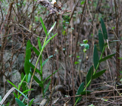 Epidendrum jamiesonis