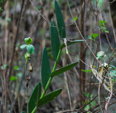 Epidendrum jamiesonis