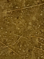 Neocurtilla hexadactyla