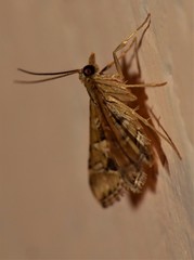 Diasemia