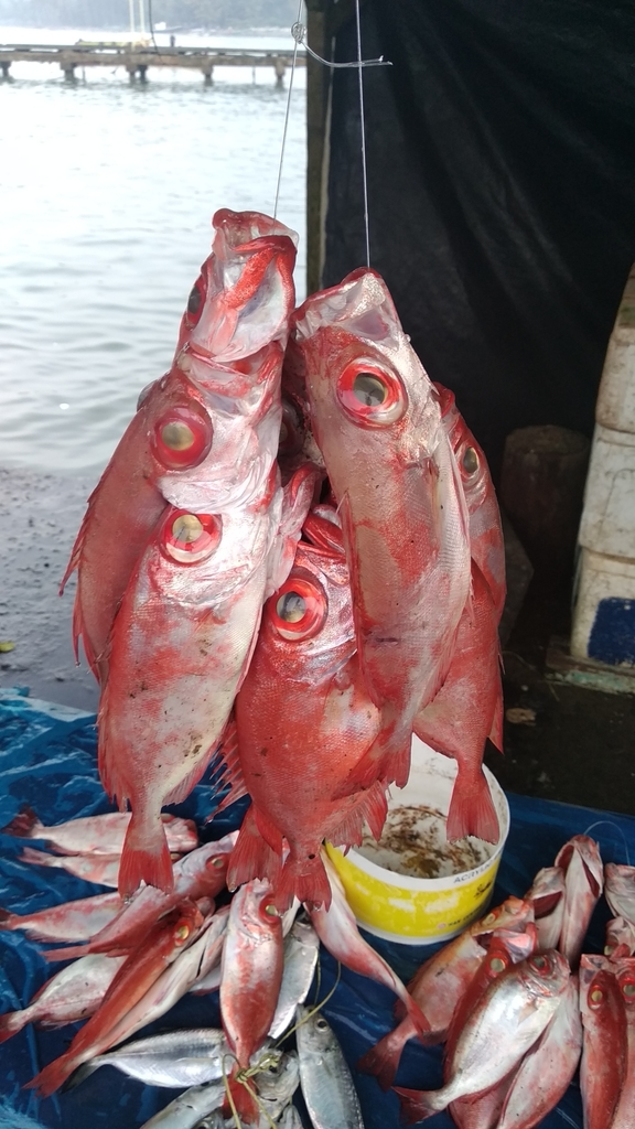 Deepsea Bigeye