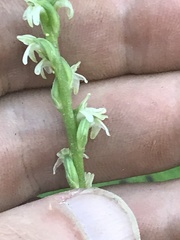 Platanthera ephemerantha