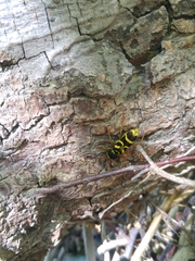 Xylotrechus insignis