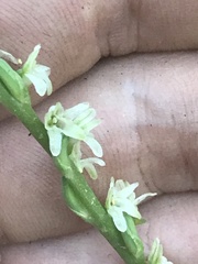 Platanthera ephemerantha