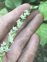 Platanthera ephemerantha