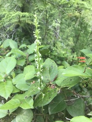 Platanthera ephemerantha