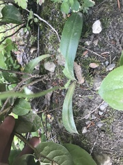 Platanthera ephemerantha