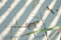 Sceloporus cozumelae