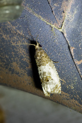 Notocelia rosaecolana