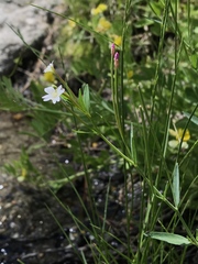 Epilobium glaberrimum glaberrimum