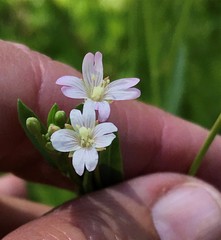 Epilobium glaberrimum glaberrimum