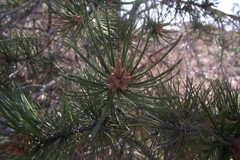 Pinus remota
