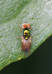 Microchrysa flaviventris