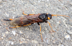 Urocerus flavicornis