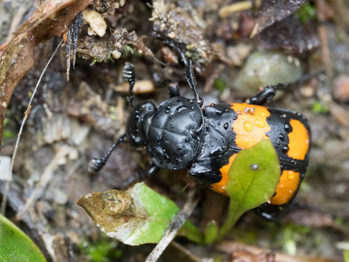 Lesser Vespillo Burying Beetle photo 3