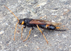 Urocerus flavicornis