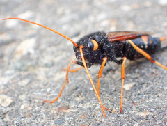 Urocerus flavicornis