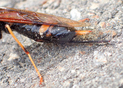 Urocerus flavicornis