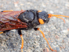 Urocerus flavicornis