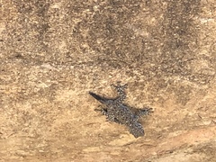 Ptyodactylus puiseuxi