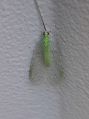 Ceraeochrysa lineaticornis