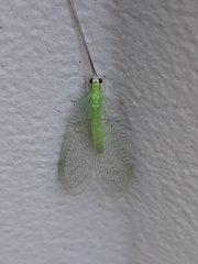 Ceraeochrysa lineaticornis