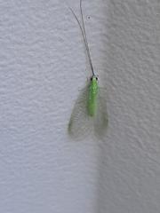 Ceraeochrysa lineaticornis