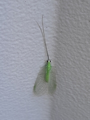 Ceraeochrysa lineaticornis