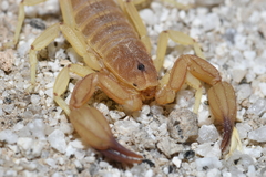 Kochius hirsuticauda