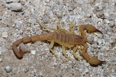 Kochius hirsuticauda