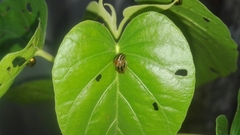Agroiconota propinqua