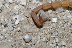 Kochius hirsuticauda