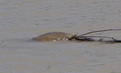 Apalone spinifera emoryi