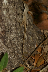 Anolis sagrei