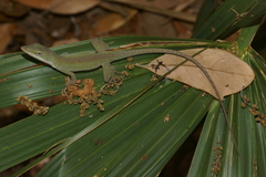 Anolis carolinensis