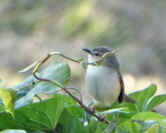 Prinia subflava pondoensis