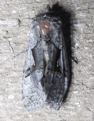 Syngrapha epigaea