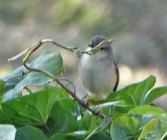 Prinia subflava pondoensis