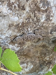 Ptyodactylus puiseuxi