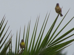 Crithagra citrinipectus