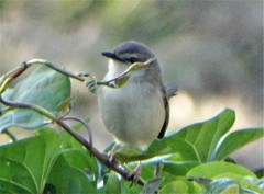 Prinia subflava pondoensis