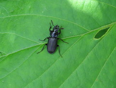 Platycerus depressus