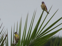 Crithagra citrinipectus