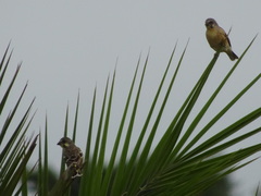 Crithagra citrinipectus