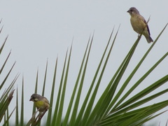 Crithagra citrinipectus