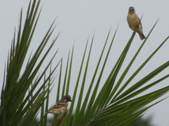 Crithagra citrinipectus