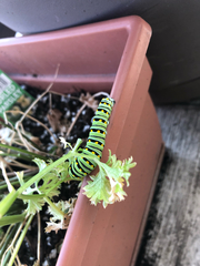 Papilio polyxenes